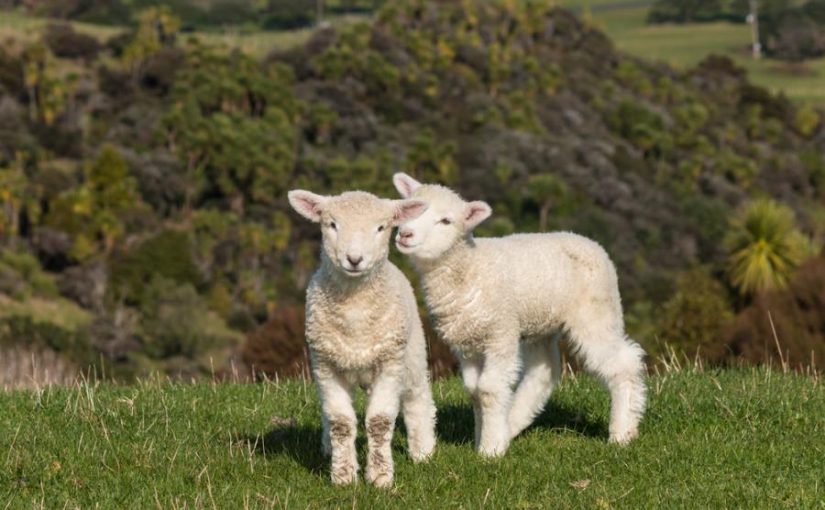 Lambing and bucolic farm stays for the Easter holidays