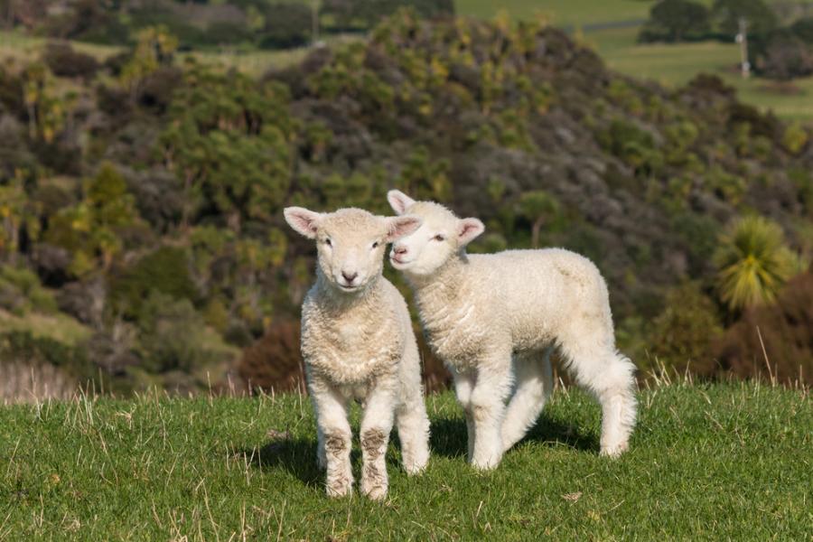 Lambing and bucolic farm stays for the Easter holidays