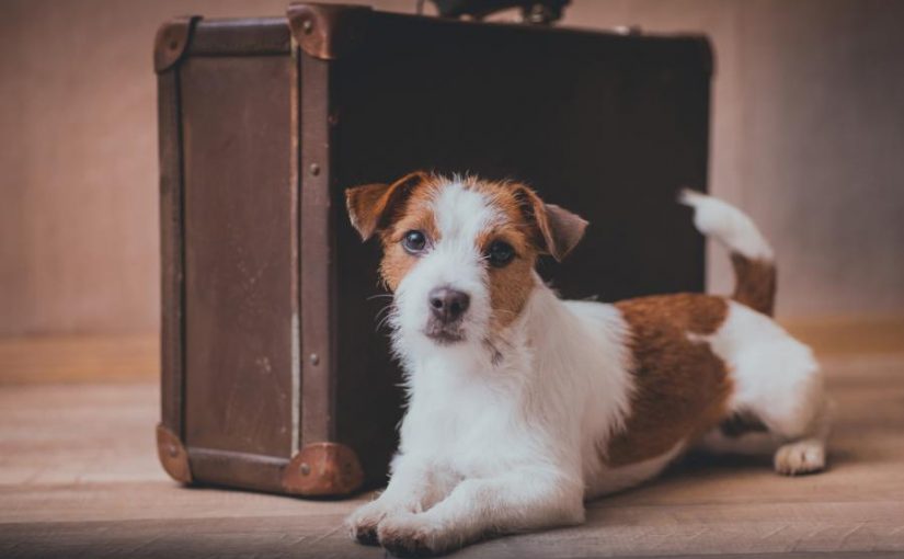 What to pack for your pooch on a pet friendly holiday