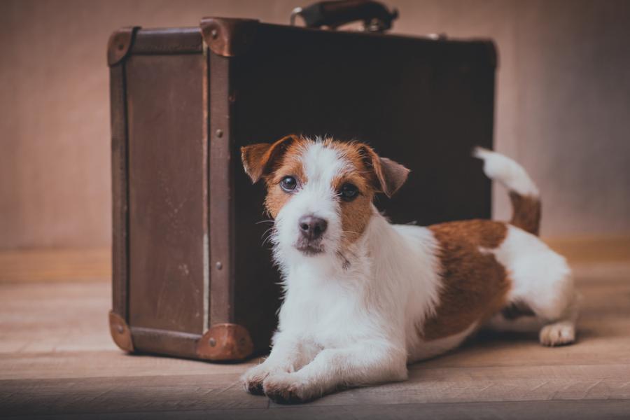 What to pack for your pooch on a pet friendly holiday