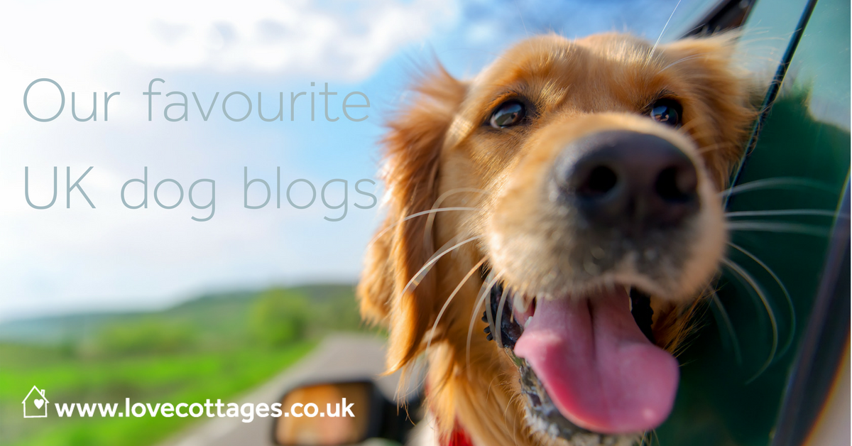 UK's best dog blogs doggie bloggers