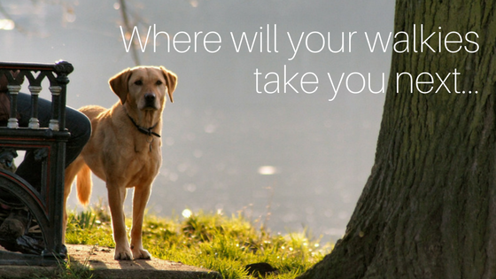 best UK dog walks for pet friendly staycations and holiday cottages accepting pets